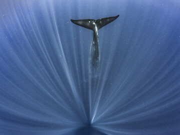 Paul Goldstein - Whale 