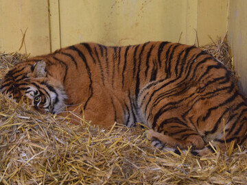 Traumatised tiger in Poznan Zoo