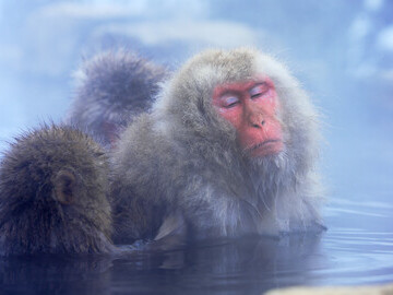 Nagano_Jigokudani Monkey Park02 @AdobeStock_177536438