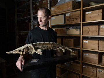 Magnus Geland, curator at the NHM of Gothenburg, holds an Atlantic sturgeon caught in the Göta River in 1866.