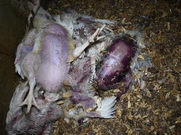 Dead chickens on a farm supplying Morrisons