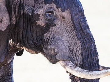 Peter Chadwick - African Bull Elephant 