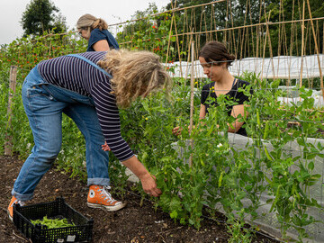 Volunteers harvesting vegetables for local food banks 