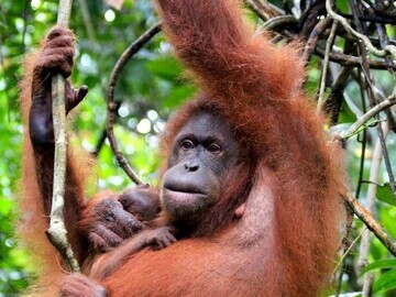 Ganang and baby Orangutan Appeal