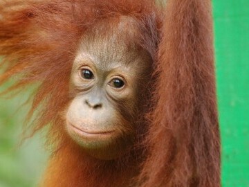 sogo sogo Orangutan Appeal