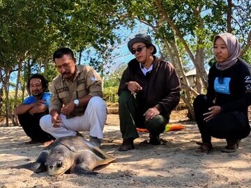 Jakarta Animal Aid Network turtle release