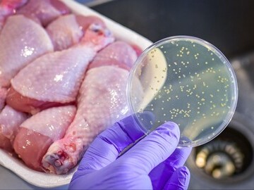 Petri dish testing chicken meat for bacteria