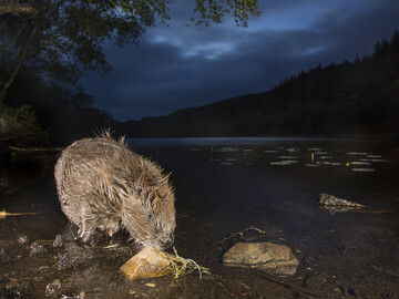 European beaver © Peter Cairns; scotlandbigpicture.com