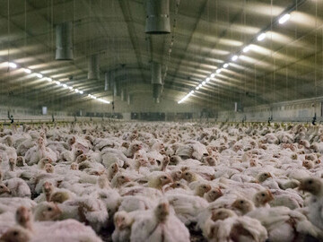 Intensive chicken farm
