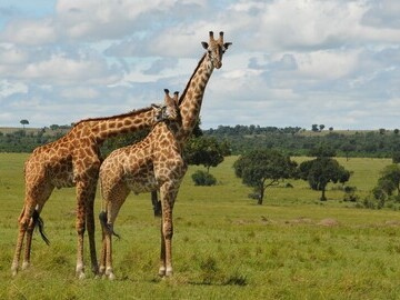 Credit: EAE Masai Giraffe Kenya 