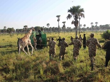 Credit GCF Previous translocation of giraffe from Murchison to Kidepo in Uganda