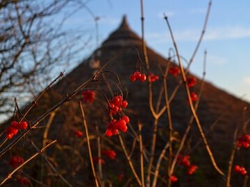Winter berries and Butser roundhouse