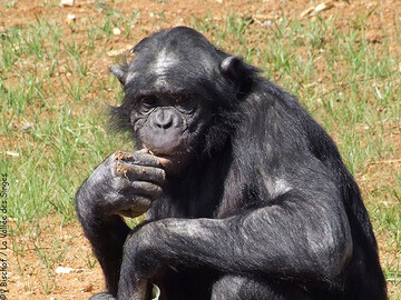 Photograph -  Bonobo at the Vallée des Singes
