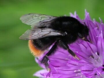 red tailed bumblebee bumblebee conservatio