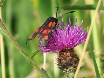 small jpg of burnet moth on wildflowers in Bournemouth parks