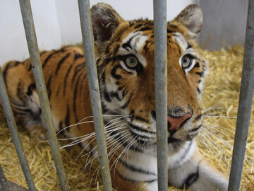 Tiger Rescue - Poznan Zoo