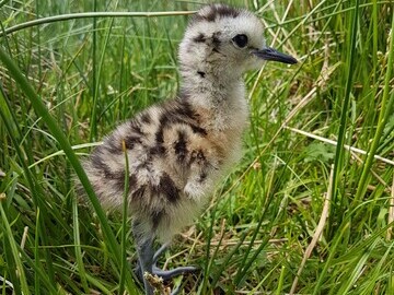 Egg and chick predation is a limiting factor on curlew recovery, the study found. c.GWCT