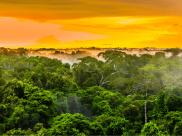 picture of amazon rain forest with glorious orange sky
