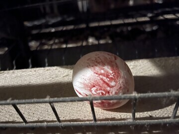 An egg covered in blood.