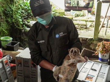 Slow Loris assessed by International Animal Rescue ahead of release