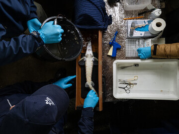 The SLU (Swedish University of Agricultural Sciences) team prepare an Atlantic stugeon for tag implantation.