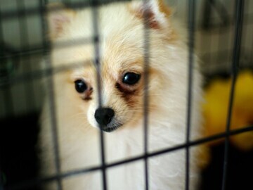 Dog in cage