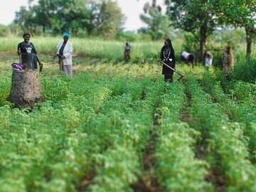 Behind abundant, green crops, women refugee farmers admire their handiwork.