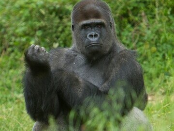 Photograph - male Gorilla - Vallée des Singes