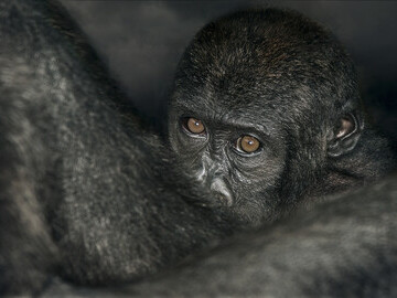 Limbe Baby Gorilla