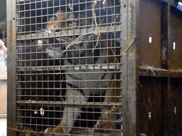 Tiger in cage in horsebox at border