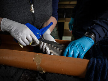A second identification tag is placed on every sturgeon.