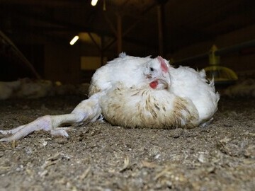 Rapidly-growing chicken breed on a British farm
