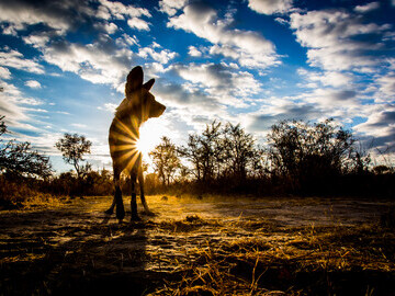 Will Burrrda Lucas - African Wild Dog - taken with BeetleCam in Hwange NP Zimbabwe