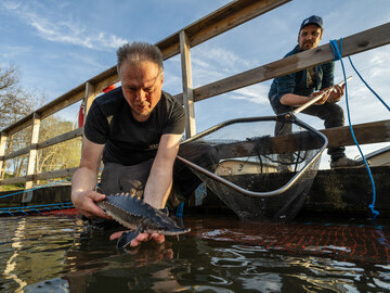 Dan Calderon (conservationist at Miljöteknik i väst) releases the first sturgeon into the Göta River.
