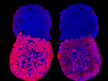 ETS-embryos show identical morphology to natural embryos