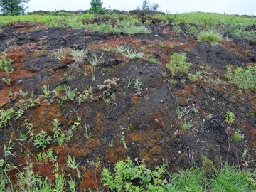 Peat exposed and damaged by wildfire