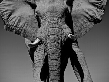 Leison Wood - Elephant - taken in Botswana 