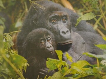 Gordon Buchanan - Gorillas - photo of signed image 