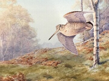 Painting of woodcock in flight by Owen Williams, used on GWCT Sweepstake pack