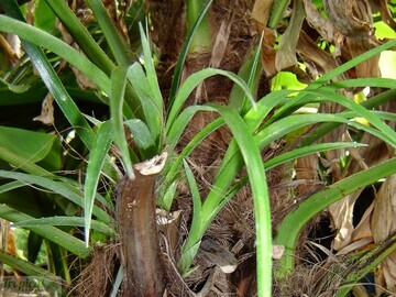 Billbergia nutans used as an epiphyte in the trunk of a hardy Trachycarpus palm