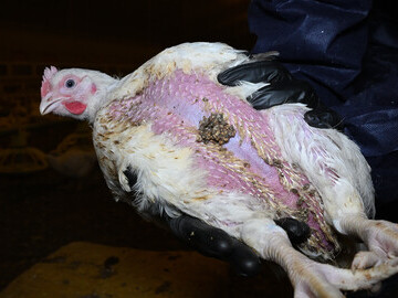 Chicken suffering chemical burns on a farm supplying Morrisons