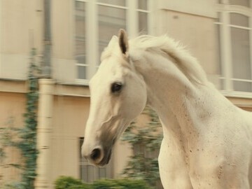 horse that played in My friend Miles running through the streets of Berlin