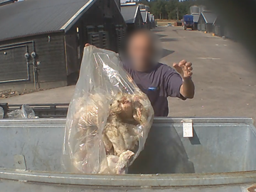 Dead chickens tossed into the bin