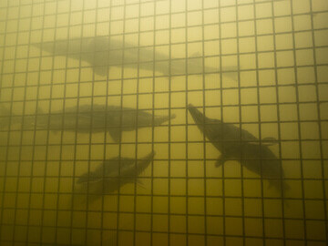 The sturgeon in an acclimatisation enclosure prior to their release.
