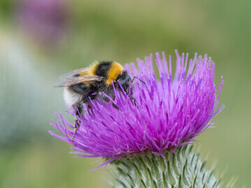 Garden bumblebee © Pieter Haringsma