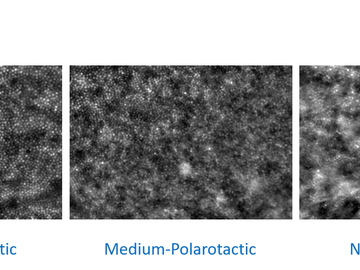 Fig. 3 - Retinal Mosaic per Polarotactic Profiles