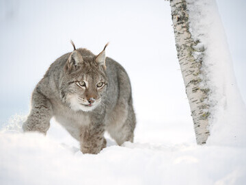 European Lynx (Lynx lynx) adult male in snow, Norway © scotlandbigpicture.com