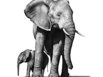 Lot 16 Limited edition signed elephant art print by Richard Symonds