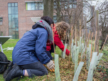 Mulching newly planted saplings at Southmead Hospital in 2022.