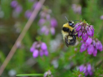 Heath bumblebee at Edale, Peak District © Izzy Bunting